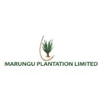 marangu_plantation